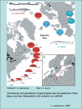 Genetische Identifikation von Stören im Bereich des Nordatlantik und der Ostsee