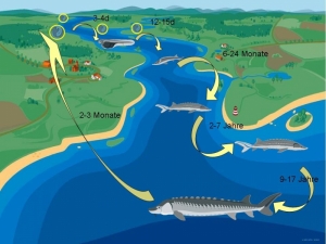 Lebenszyklus des Störs unter natürlichen Bedingungen