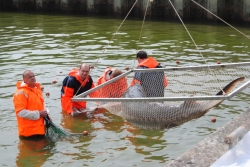 Laichfischwägung an der LFA Born